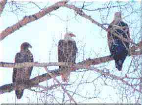 3 Bald Eagles